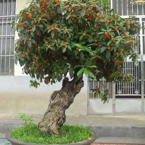 桂花树最好的风水位置(桂花树的风水作用与特点)