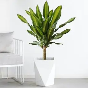 巴西木植物室内客厅