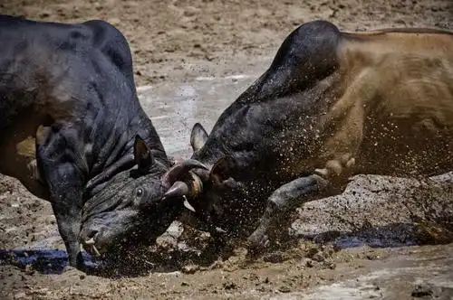 斗牛场上的健壮公牛