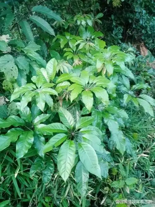 鸭脚木除了当柴烧以外,它还是一味药材,现在知道也不晚