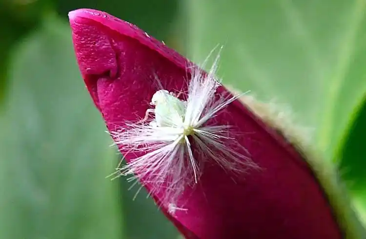 图文:大蚜虫张开绒毛向靠近者示威