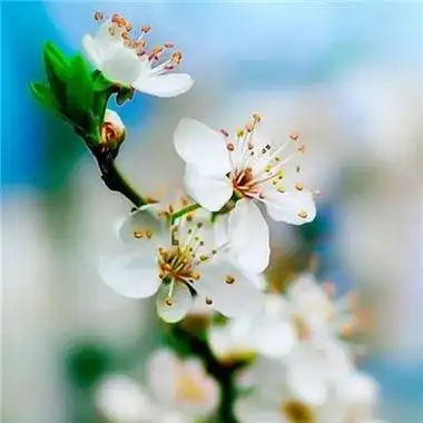 画中美风景头像图片旺夫适合中年女人微信头像(6张)_微信头像_呆呆