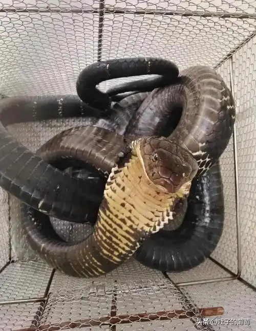 所见所得,都很科学作为世界最大最长的剧毒蛇,被叫蛇类至尊一点没错