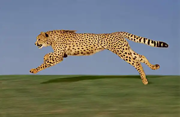 猎豹奔跑图片_猎豹奔跑图片大全_猎豹奔跑图片下载