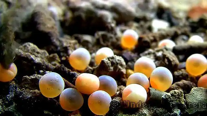 第一次见鱼产卵全过程,排卵那一刻,看得我目瞪口呆-动物视频-搜狐视频