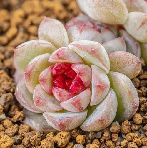 这么好看的溏心品种,大家都养过了嘛#多肉  #多肉控