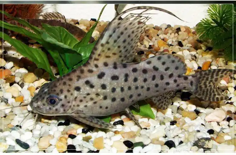 其它反游猫混养问题