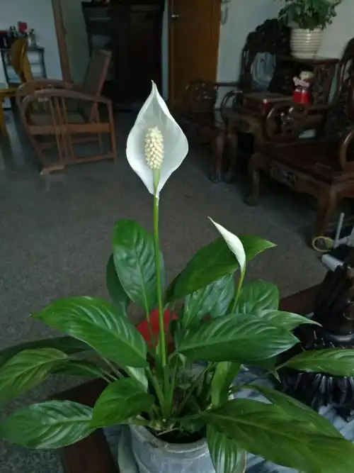 厅堂茶几上那盆万年青开花了.