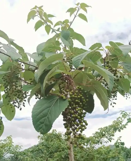 金恪集团董事长兼ceo王建峰一行赴湖北利川考察山桐子产业