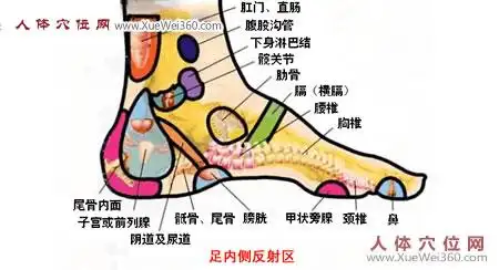 足内侧反射区