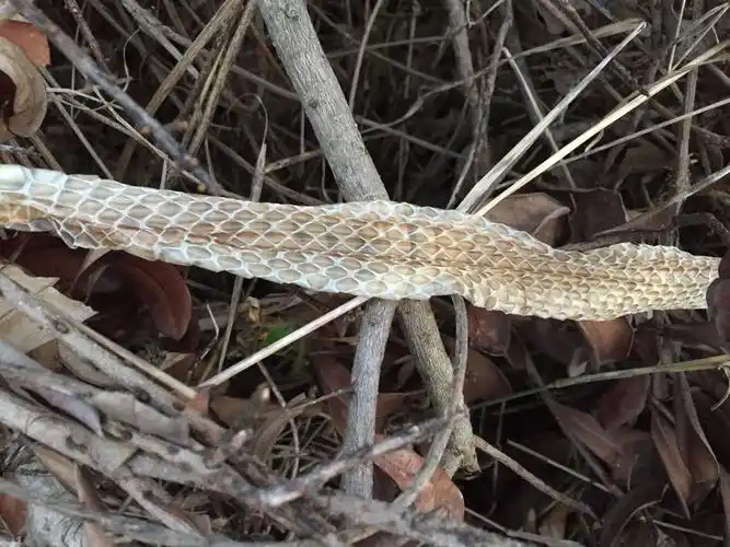 这蛇皮是什么品种的 在杨梅树下 好大