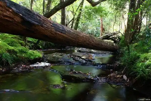 桫椤湖,犍为明珠:探访乐山嘉阳桫椤湖景区