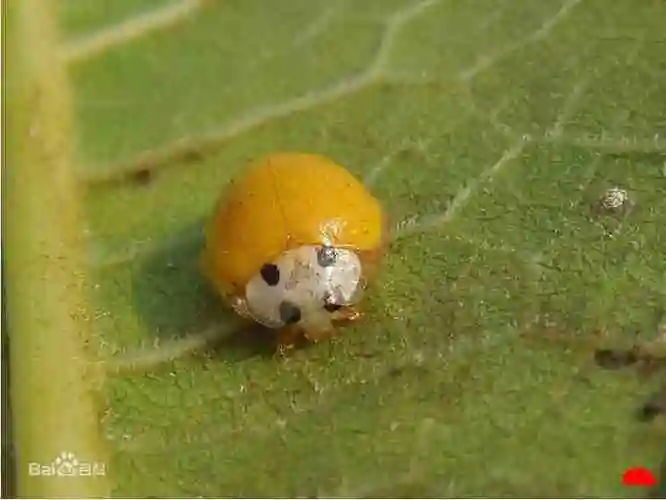 七星瓢虫吃什么1星瓢虫到28星瓢虫图片