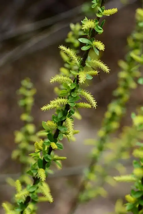 西湖物种周历垂柳