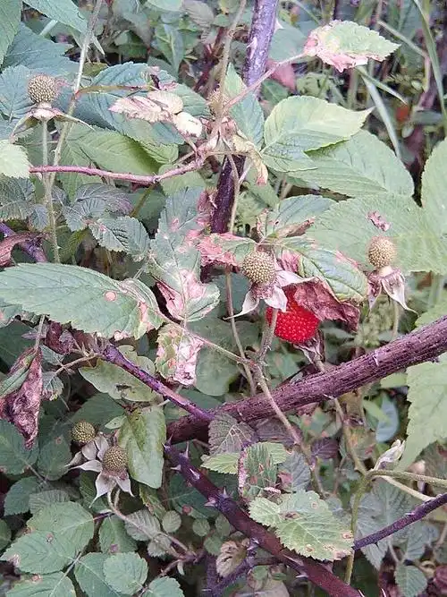 这是什么植物?长红果子的那个