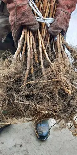 双季红树莓苗 新品种上市 口感好 高产 营养价值高