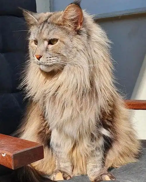 网友养了一只缅因猫长得超像大狮子厉害了