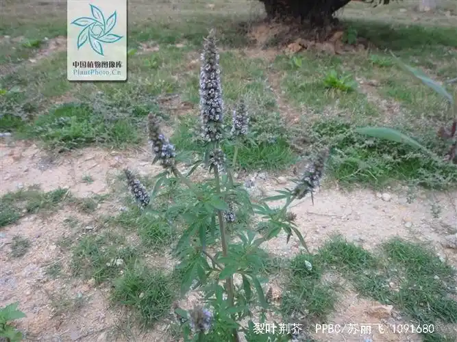 briq.)是唇形科,裂叶荆芥属植物.