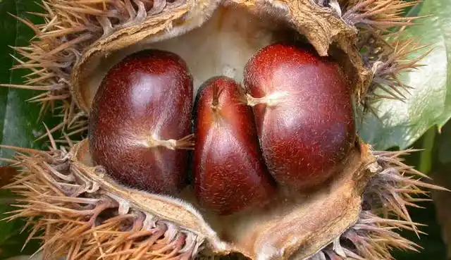 板栗树几年结果