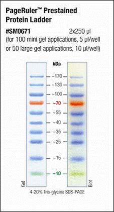 pierce fermentas预染蛋白 marker marker26616/ sm0671