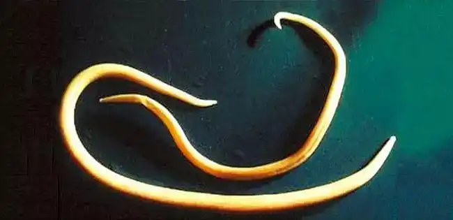 捉妖记2一波三折原来你是这么个妖