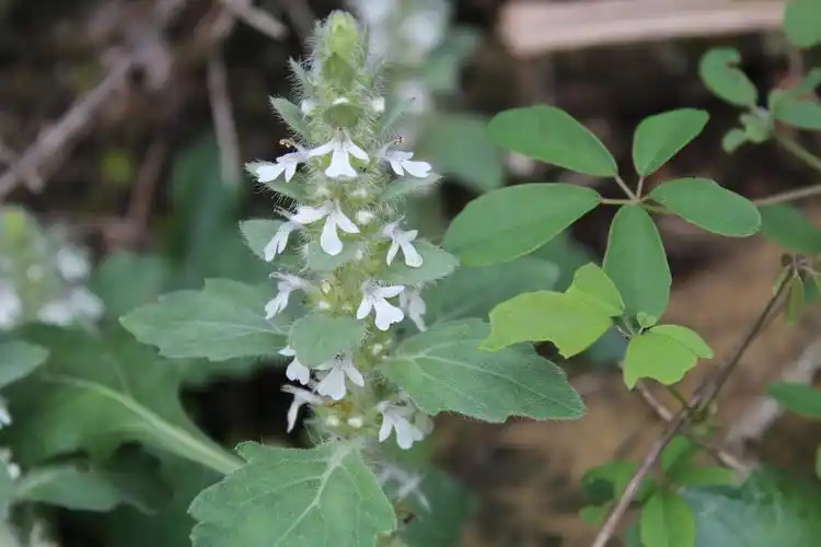 白毛夏枯草 筋骨草  金疮小草  白头翁  苦草 白毛苦草 天芥菜  毛团