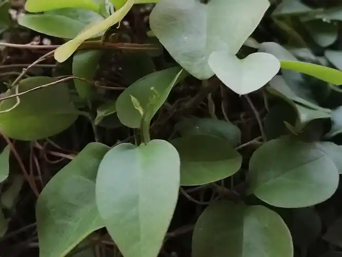 三七多年生草本植物以其根部入药一