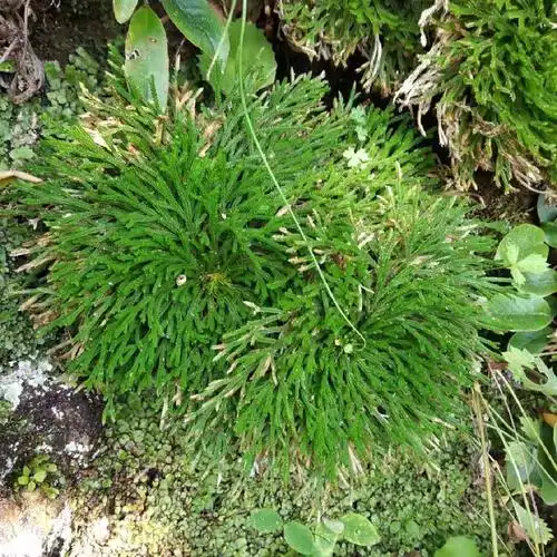 九死还魂草盆栽 野生卷柏长生不老新奇野绿植净化空气易成活包邮