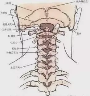 颈椎分七段,每段不好都会产生不同的疾病|关节|隆椎|椎体|棘突|寰椎_