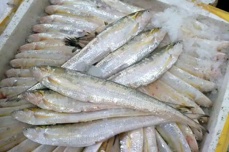 长江刀鱼图片大全