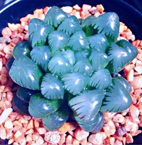 冰灯玉露～多肉植物中耀眼的奇葩·附养护常识