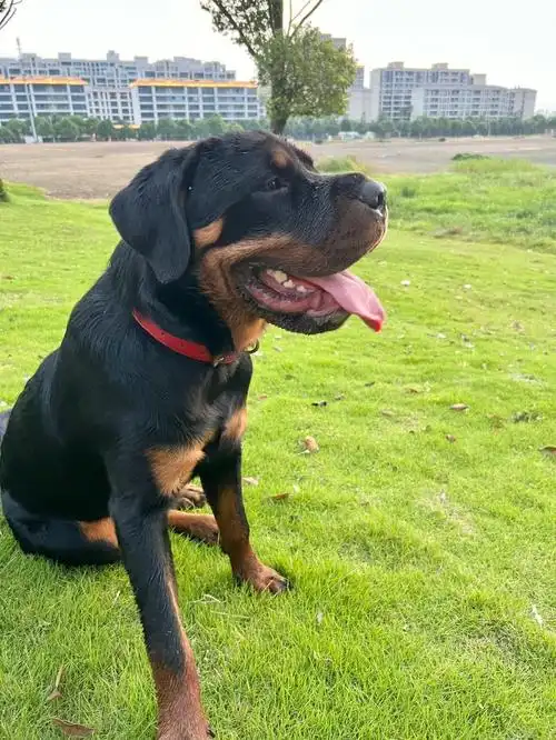 七个月的罗威纳