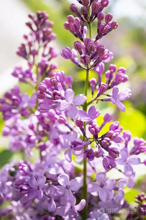 美丽的淡紫色花朵