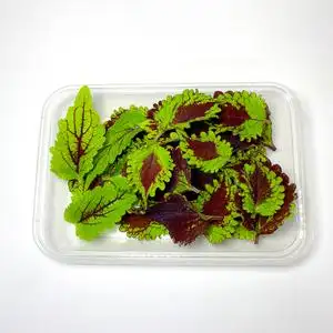 西餐摆盘花草可食用