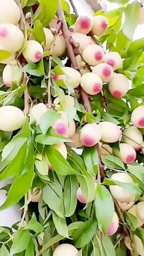 中原一点红,美人醉李子