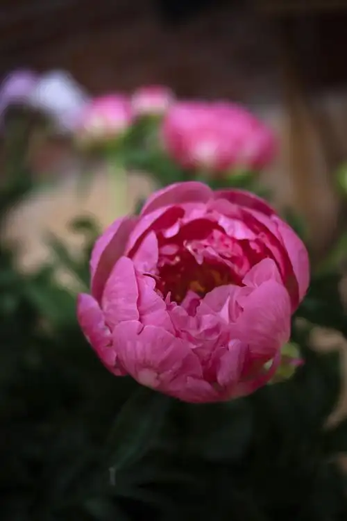 美丽的芍药花图片花的特写芍药花芍药鲜花花朵离别草