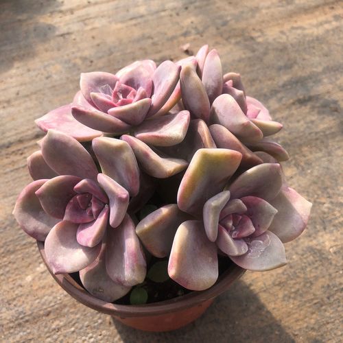 紫乐紫悦精美多肉11厘米左右4头起原盆土发货