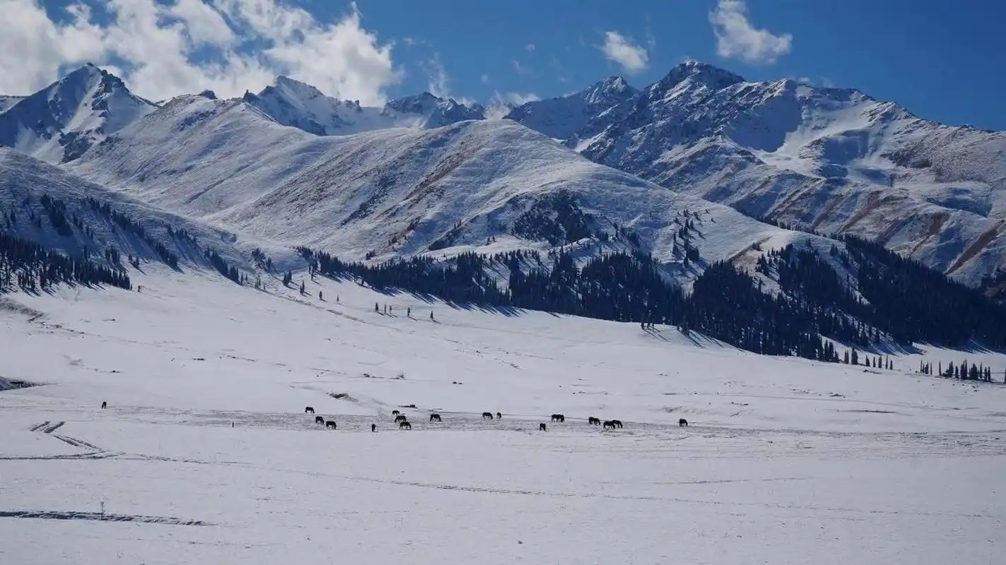 实况播报一下,这里是冬天的那拉提大草原,今日份雪景!给自己降降温!