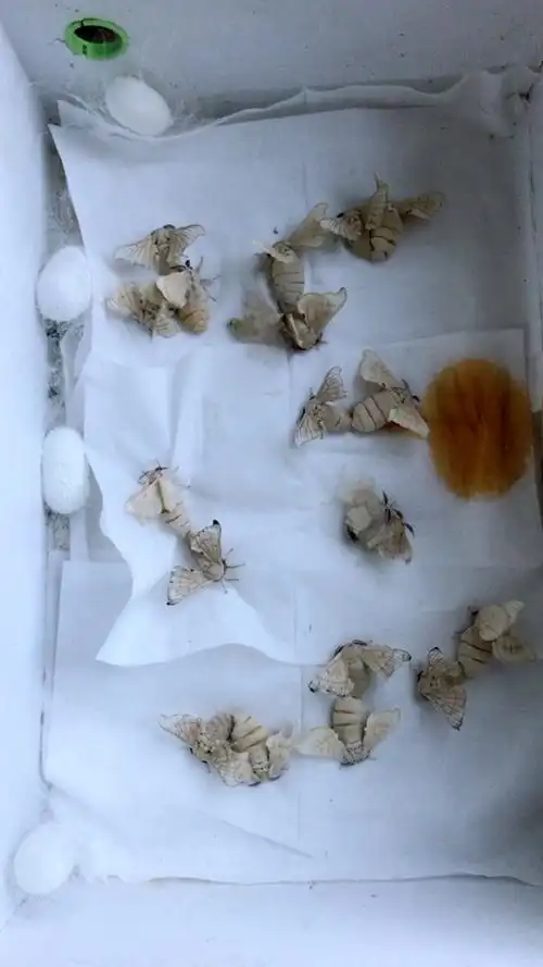 蚕宝宝开始变成飞蛾啦