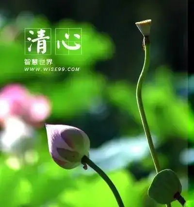 念念佛号,心无杂念_网易订阅