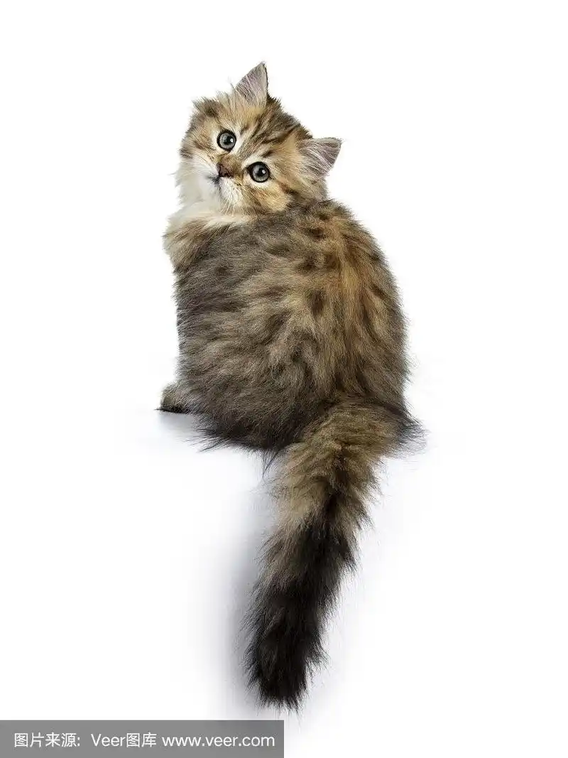 可爱的金色英国长毛猫小猫向后坐着,尾巴从边上垂下来,从肩膀上看,在