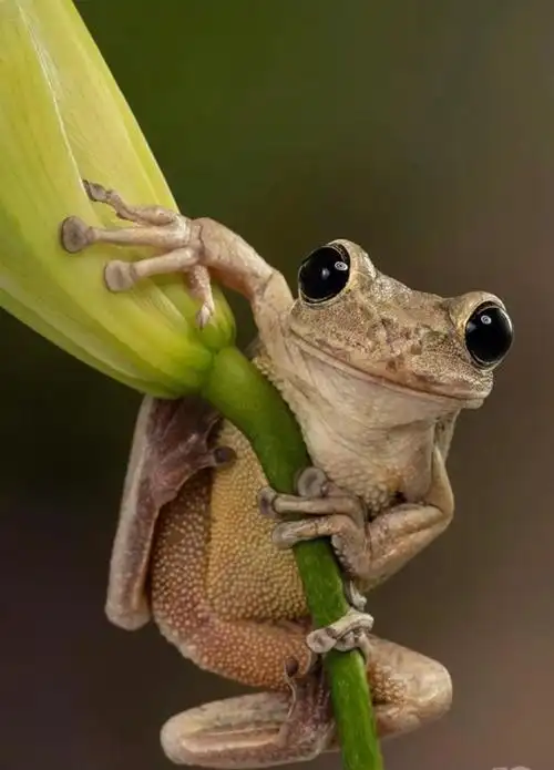 老实说我其实很讨厌爬行类动物的, 但它们真的很不可思议, 时静时动