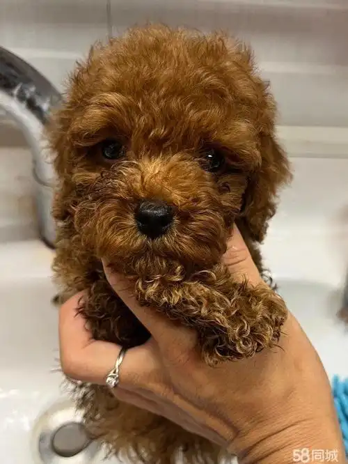 【图】纯种红棕色泰迪出售 - 监利城区宠物狗 - 荆州58同城