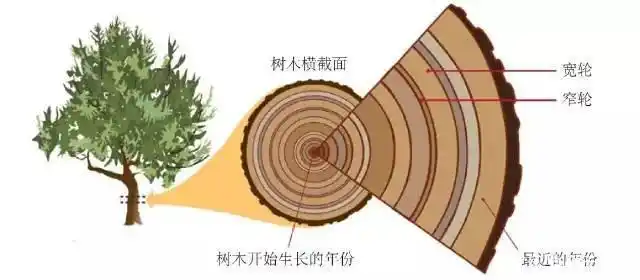 地球其实跟树一样也有年轮但地球的年龄却不是靠数年轮得来的