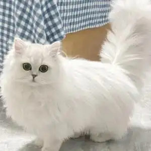 纯种金吉拉幼猫金吉拉猫矮脚纯白拿破仑曼基康长猫猫咪活物小猫咪