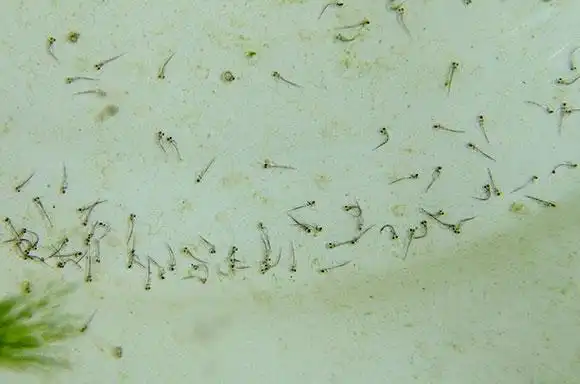鱼产卵是什么样子的小金鱼产卵是什么样子的
