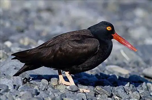 黑色,蛎鹬,岩石上,海滩,大拇指,小湾,阿拉斯加