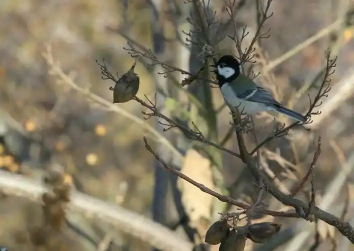 【清晨窗前歌唱的小鸟】