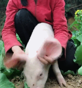 314_334gif 动态图 动图