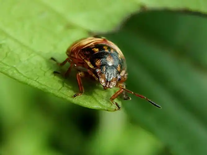 20171011珀蝽(若虫和成虫)-水上公园